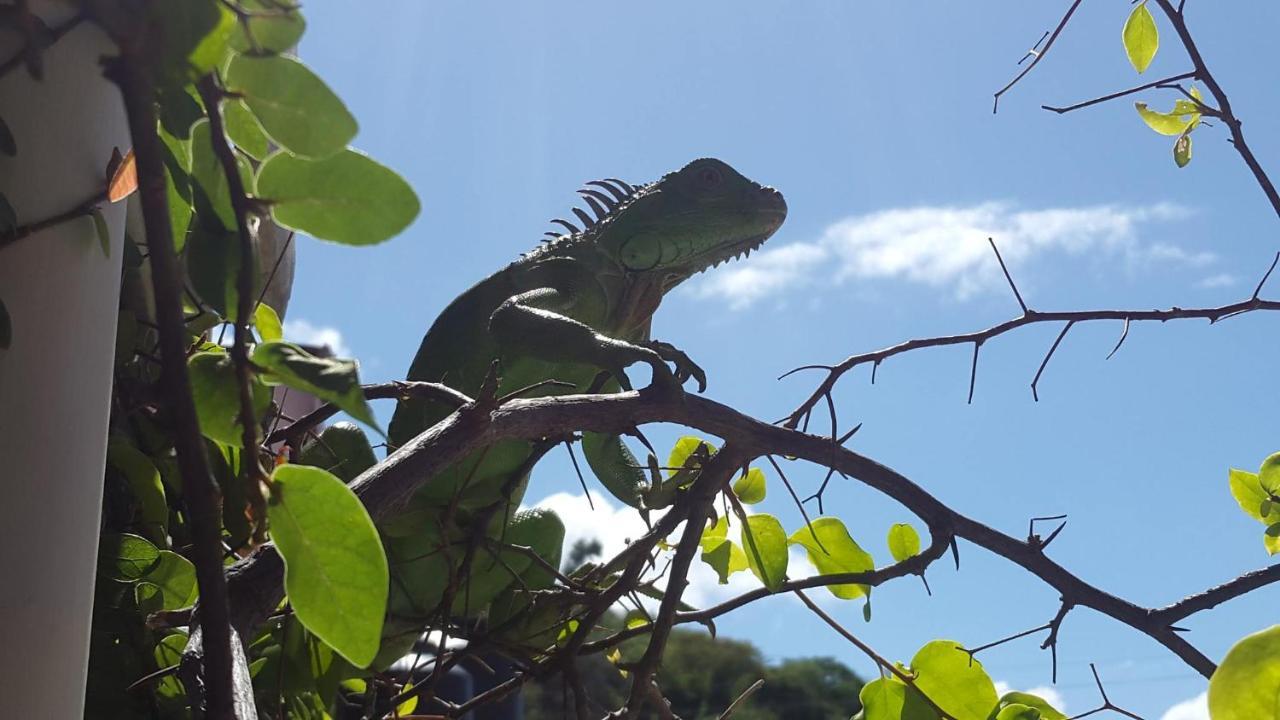 Casa Romano Hostel San Juan del Sur Dış mekan fotoğraf
